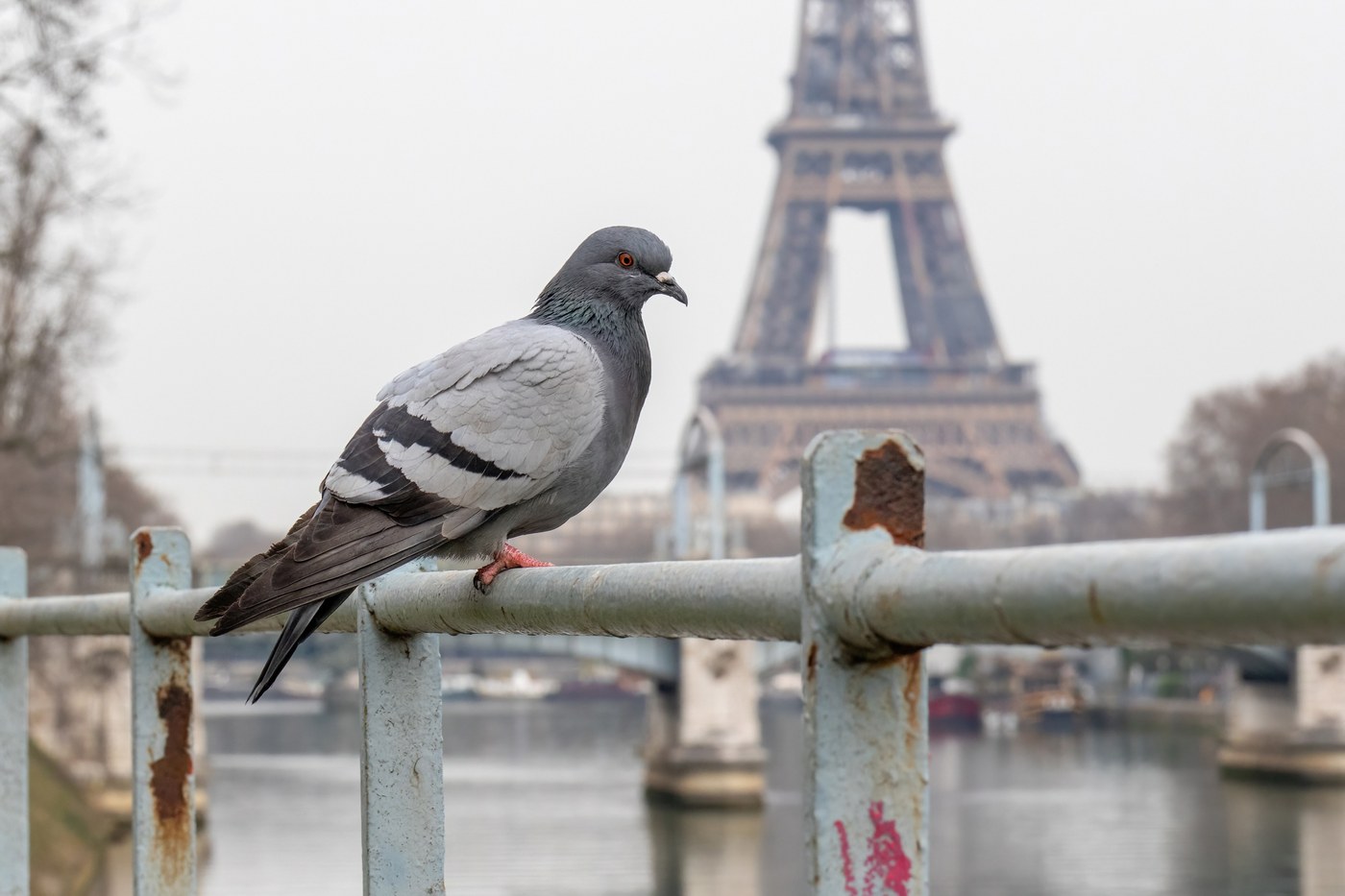 Rock Pigeon