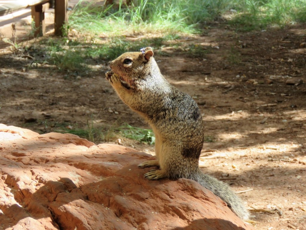 An adult rock squirrel sitting upright on a boulder