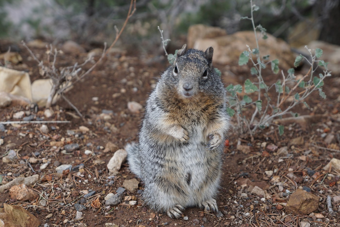 Rock Squirrel