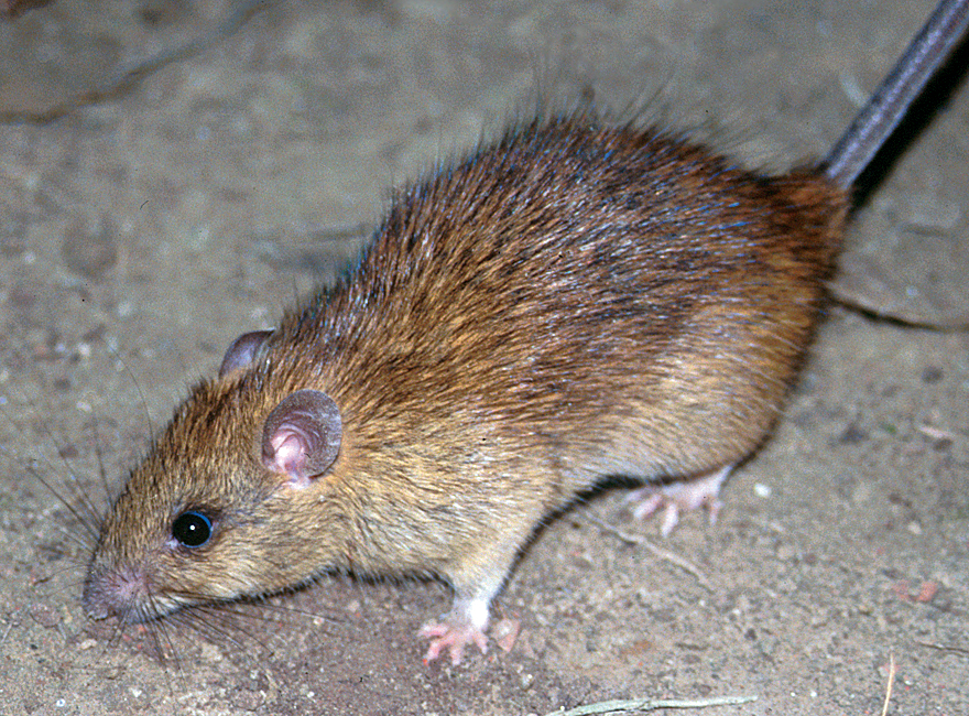 Adult roof rat showing pointed muzzle, large ears and eyes, and a tail longer than its body