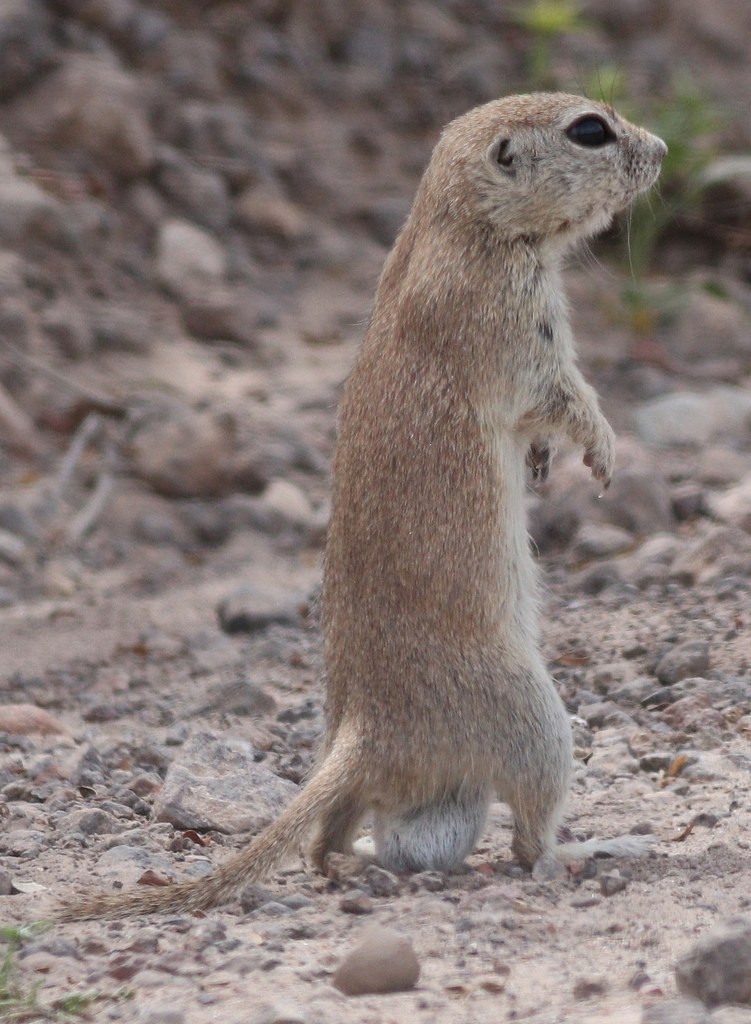 Round-Tailed Ground Squirrel