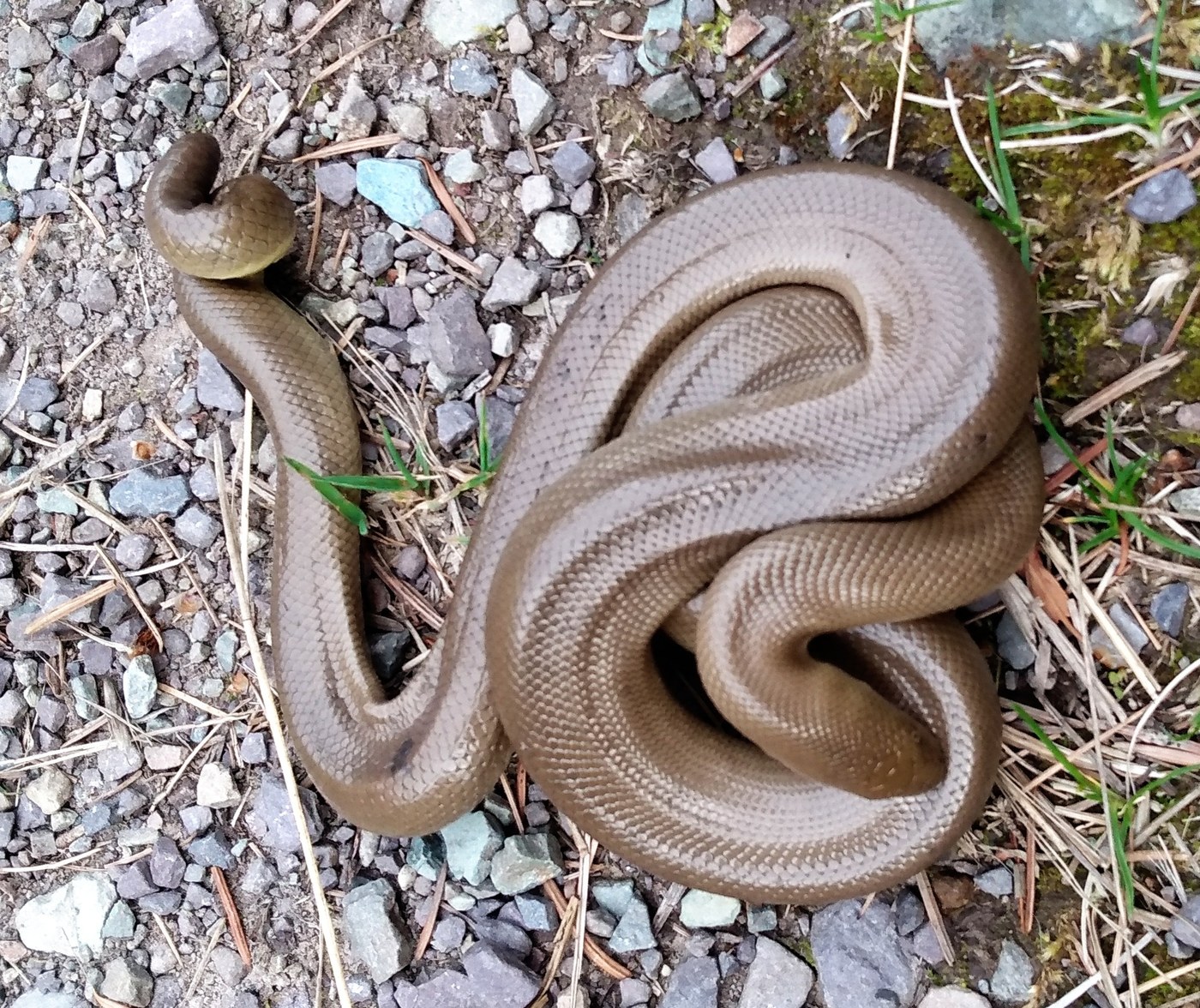 Rubber Boa