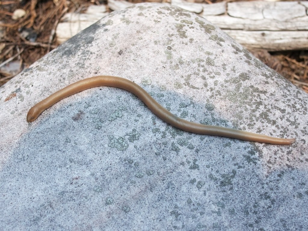 A young rubber boa, smaller than an adult and showing intermediate coloration