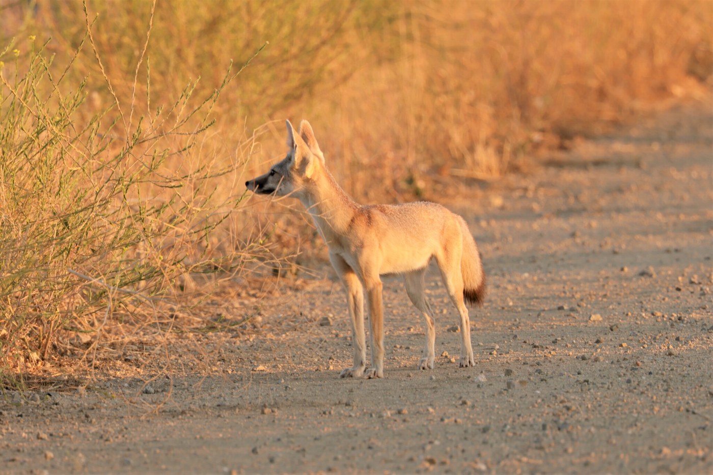 San Joaquin Kit Fox