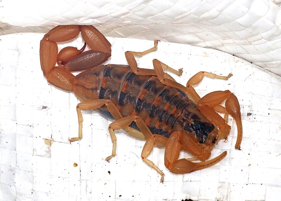 Adult bark scorpion, pale tan with slender pincers and dark bands across the back
