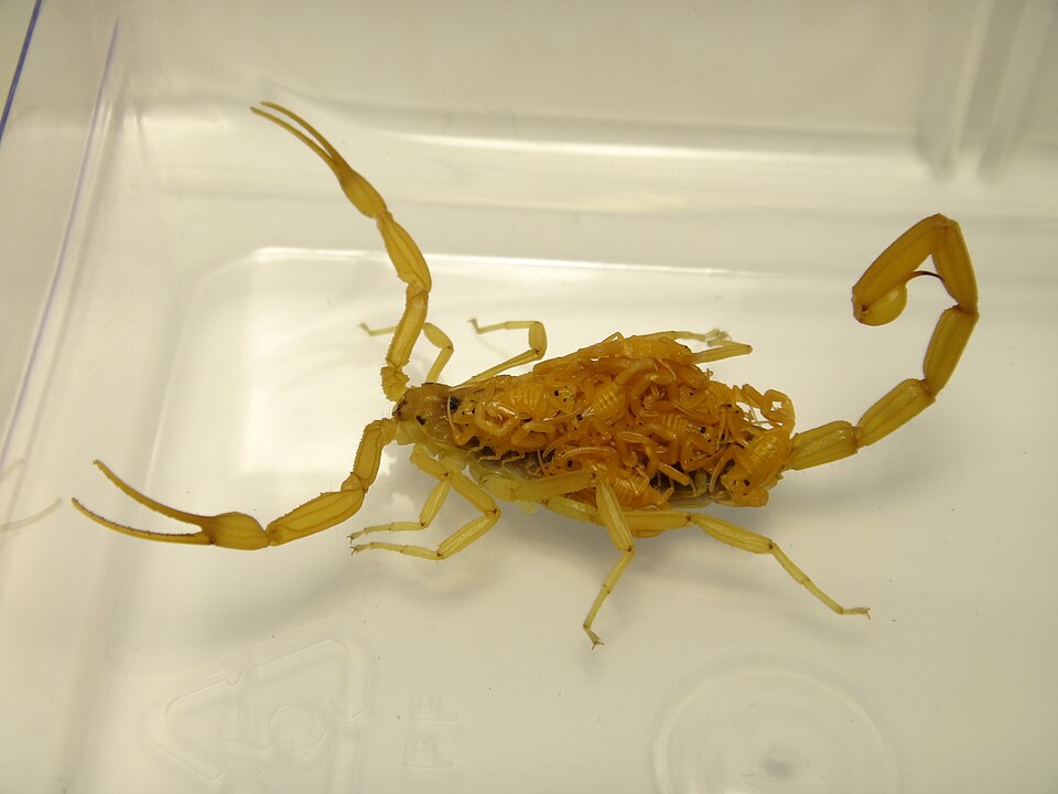 Newborn scorplings clustered on their mother's back