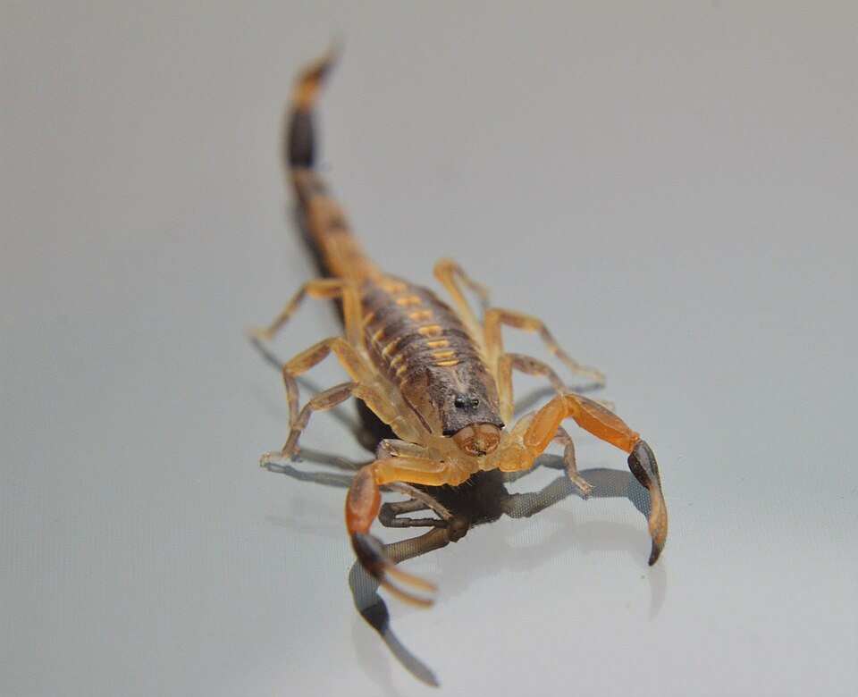 An adult female scorpion, representing the internal gestation stage