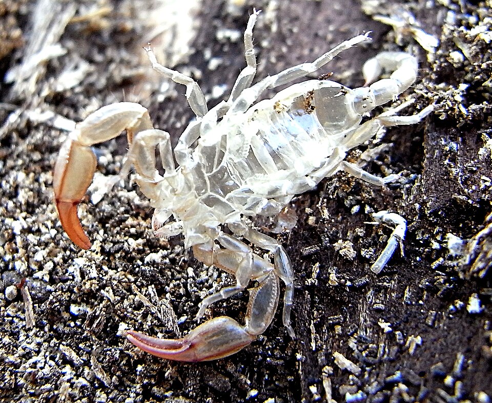 An independent juvenile scorpion resembling a small adult