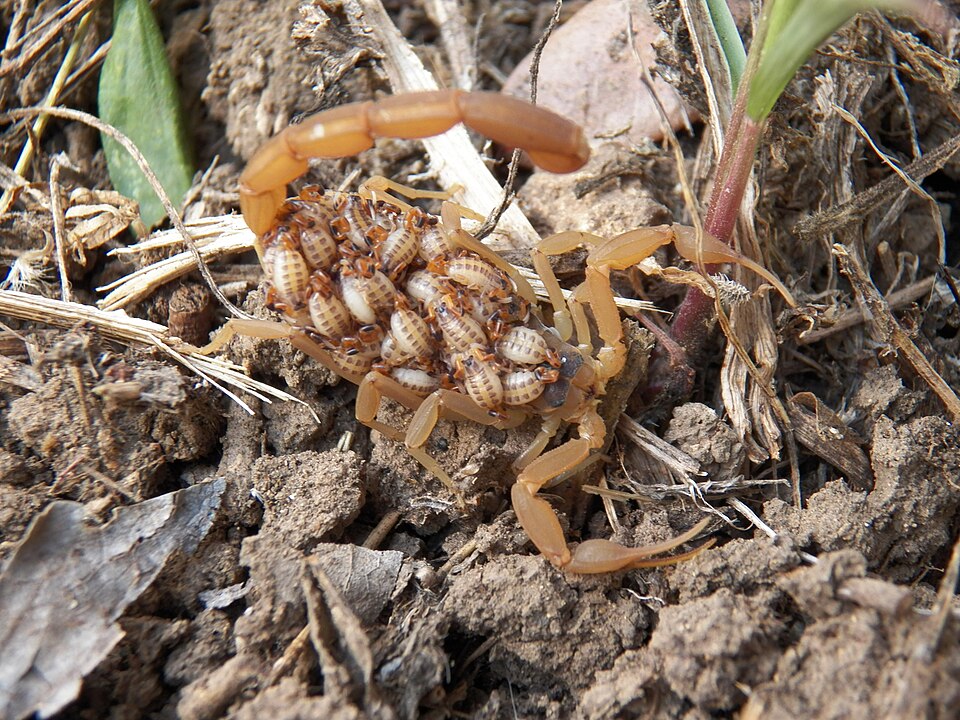 Young scorpions riding on their mother before dispersing