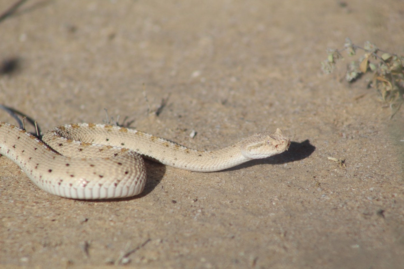 Sidewinder