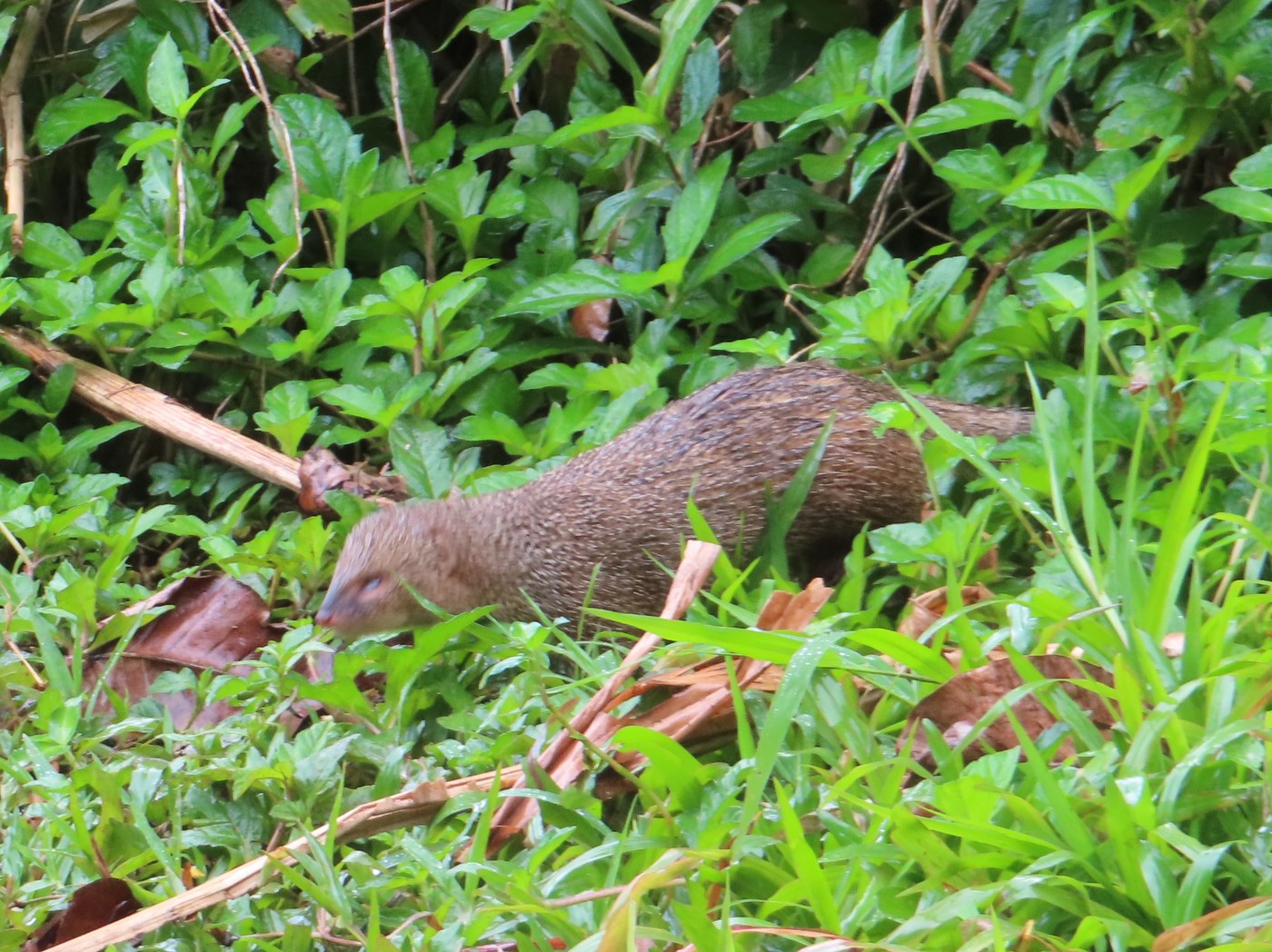Small Indian Mongoose