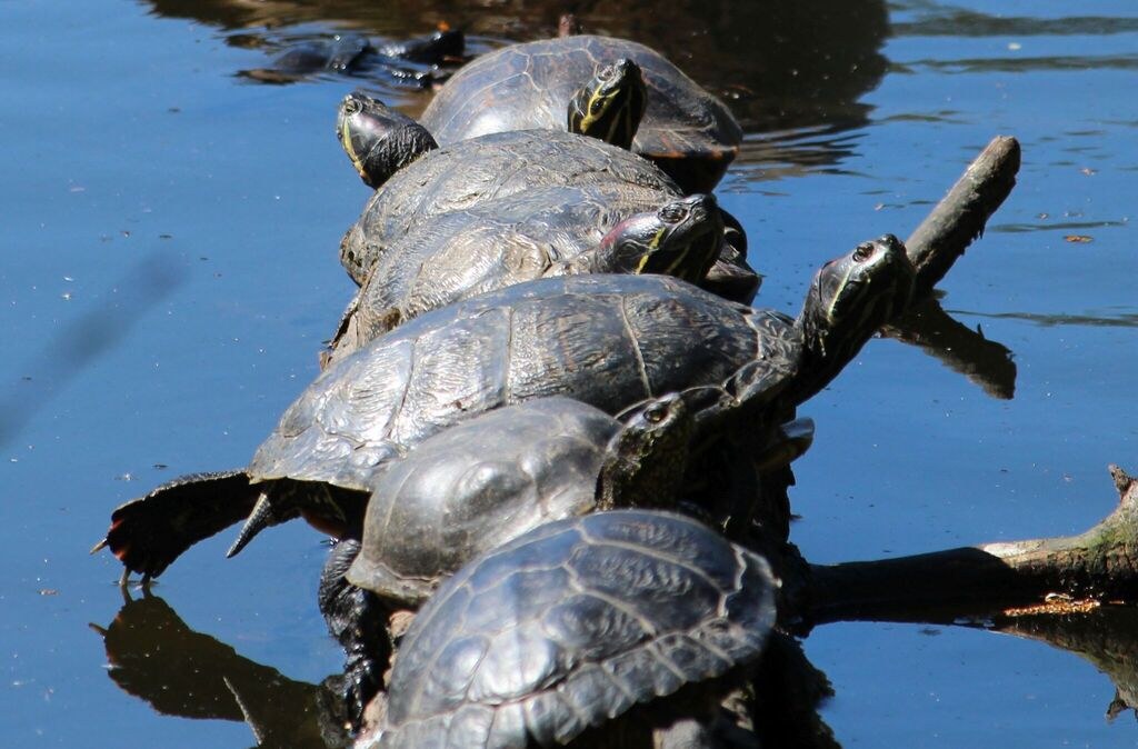 Pond Slider (Red-Eared and Yellow-Bellied Slider)
