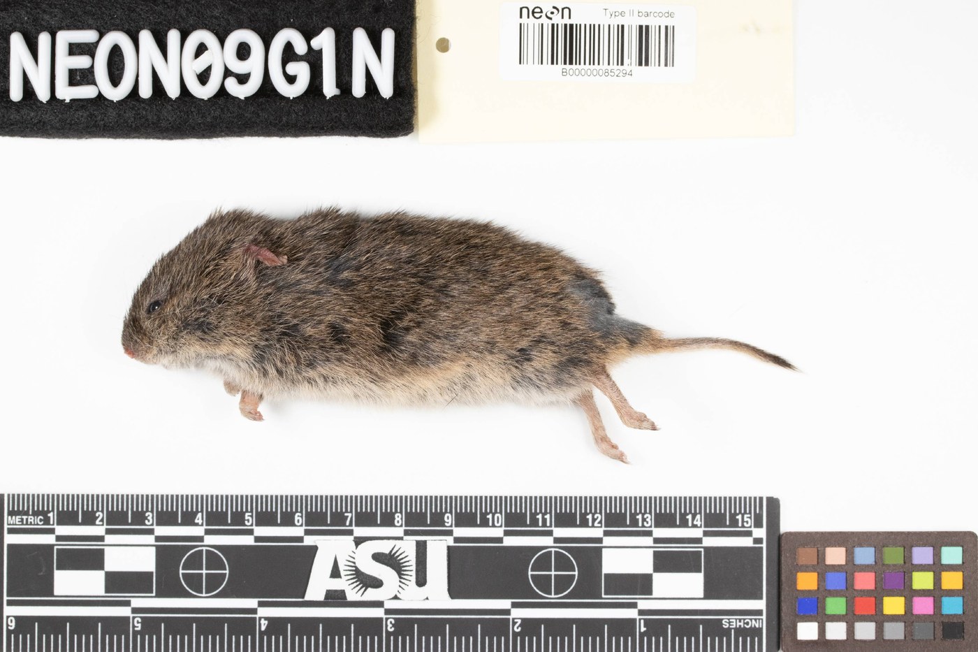 Adult prairie vole showing its stocky body, blunt snout, and short tail