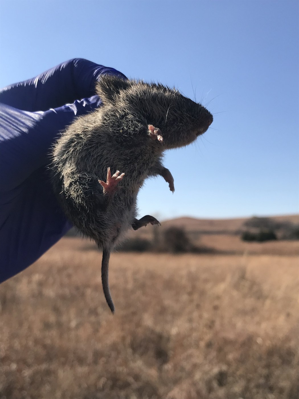 Vole (Prairie Vole)