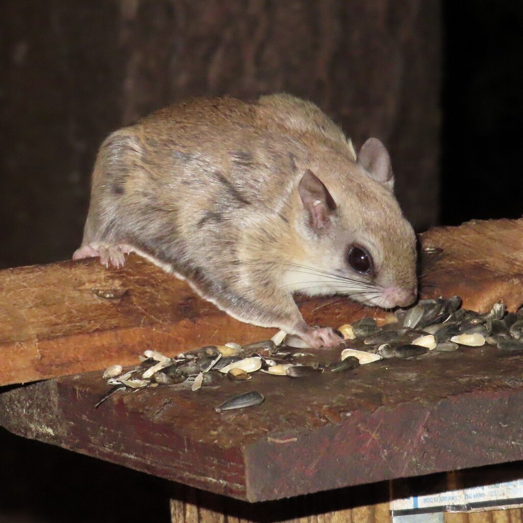 Southern Flying Squirrel