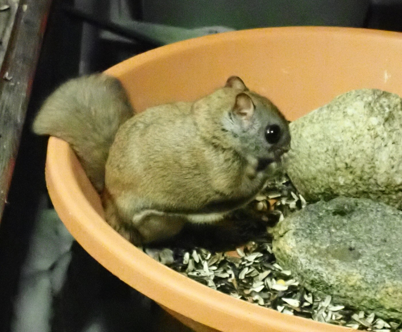 Southern and Northern Flying Squirrels