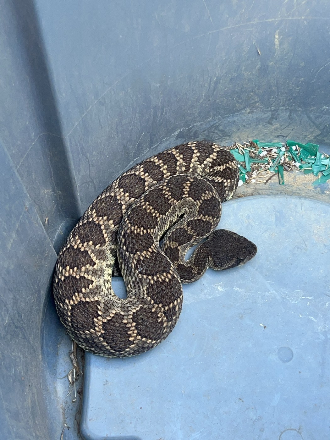 Southern Pacific Rattlesnake