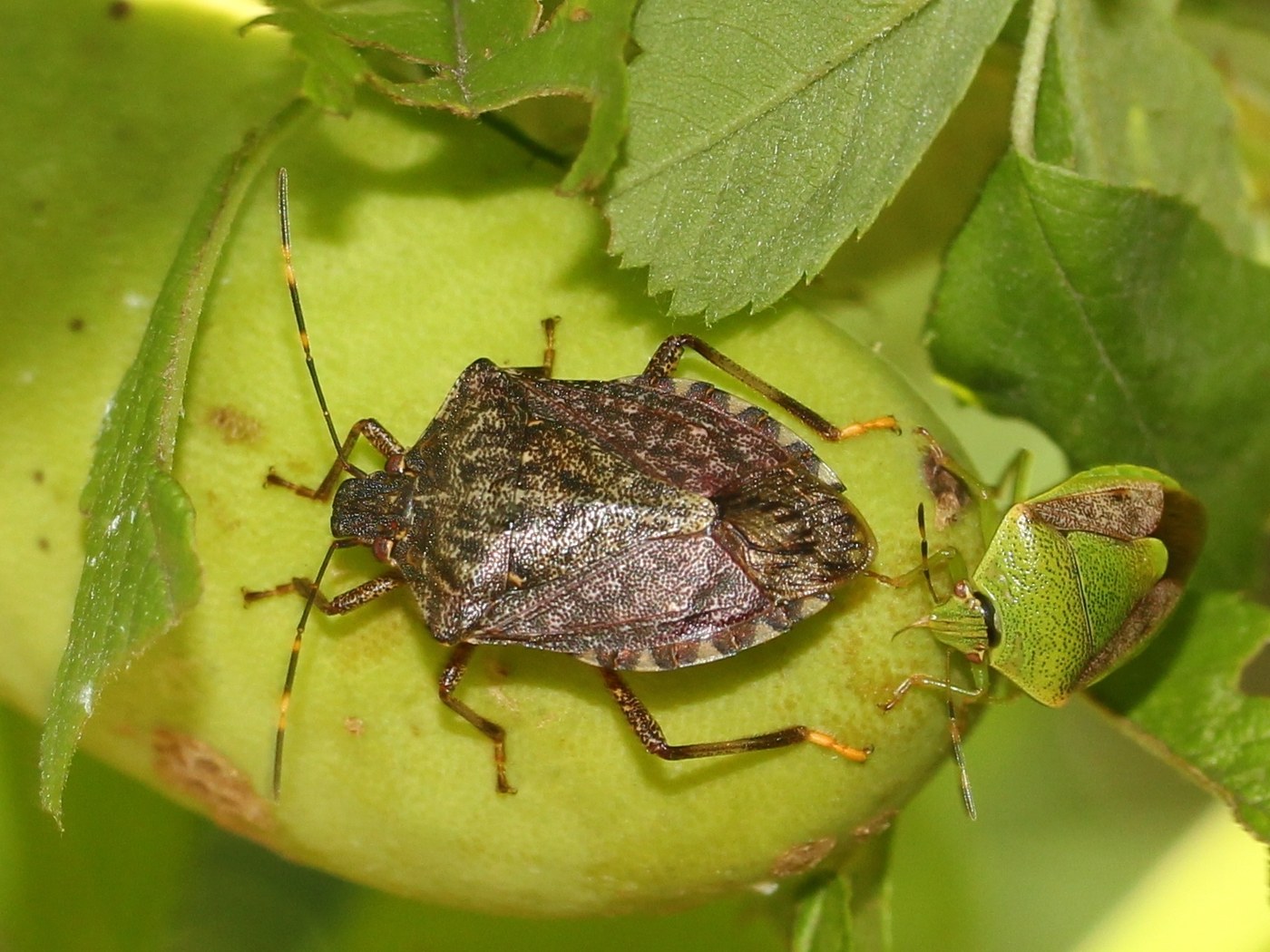 Adult brown marmorated stink bug on house siding, showing the white antennal bands and smooth shoulder edges
