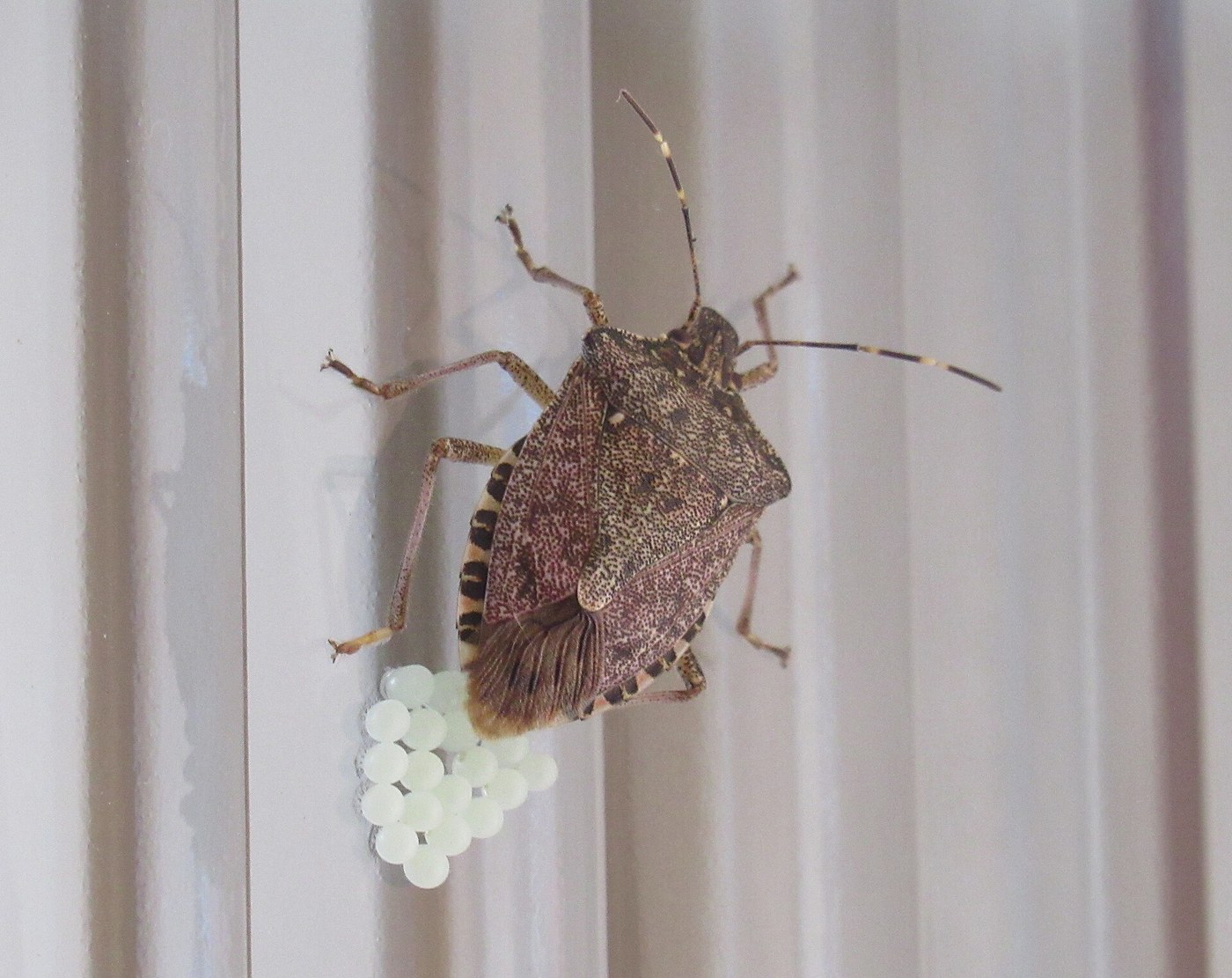 Brown marmorated stink bug egg mass, a tidy raft of pale barrel-shaped eggs on the underside of a leaf