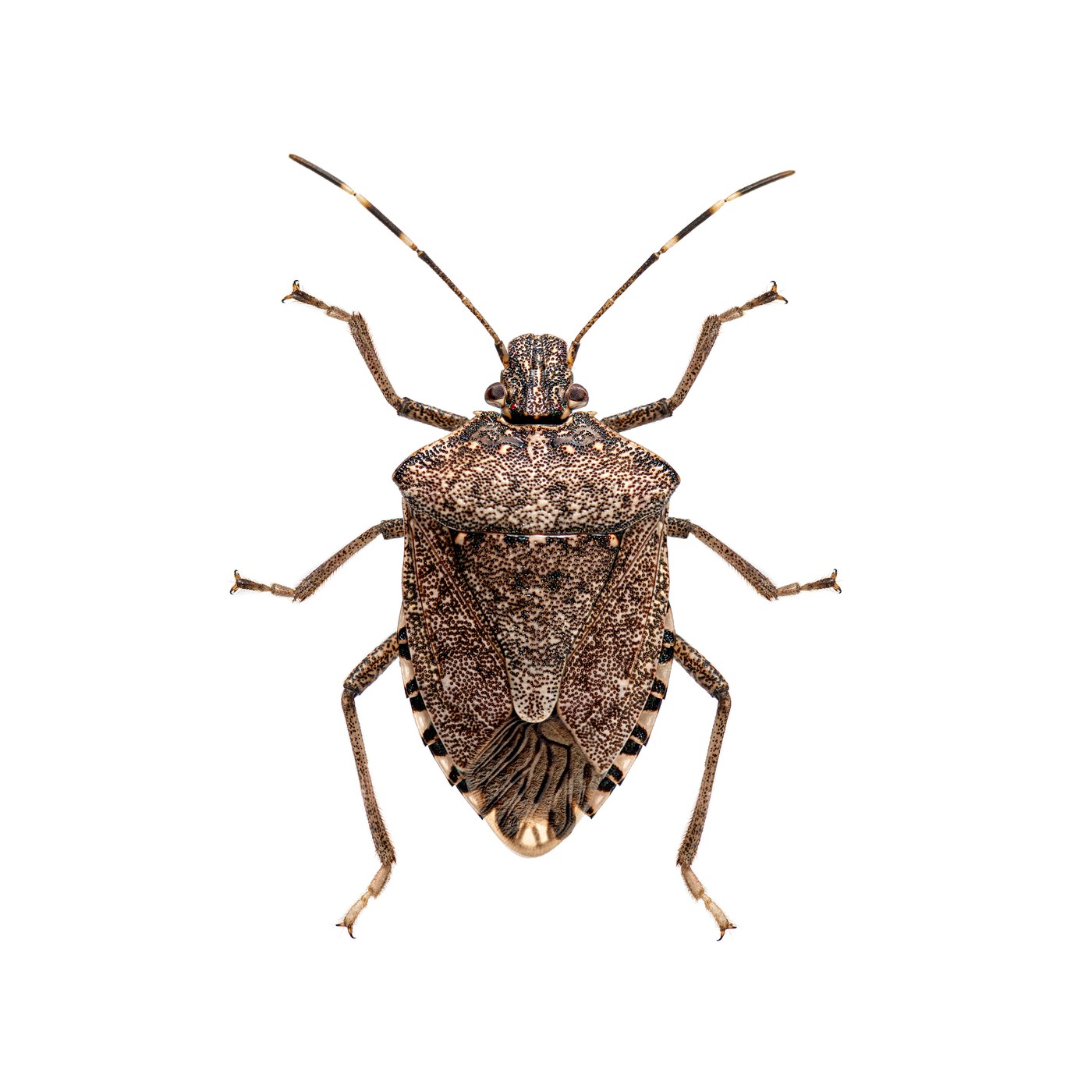 Stink Bugs