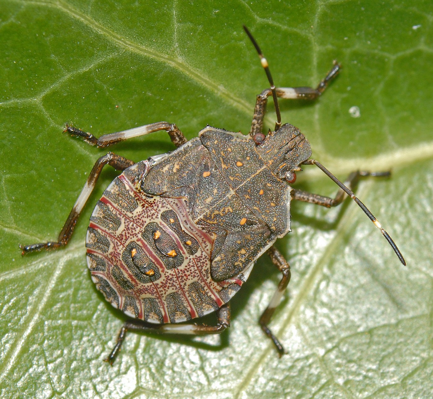 Fifth instar brown marmorated stink bug nymph, nearly adult sized and shield shaped but still wingless
