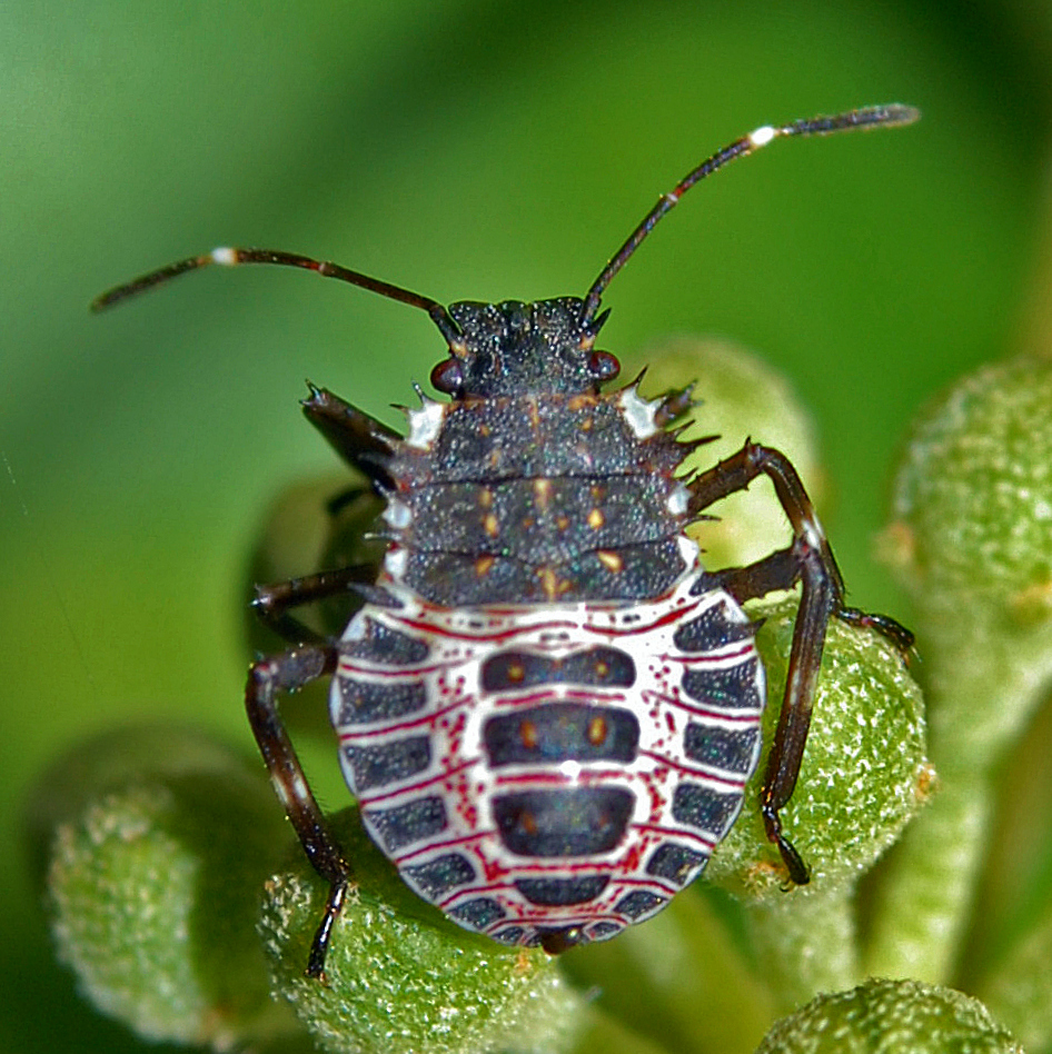 Fourth instar brown marmorated stink bug nymph with front wing pads developed and rear wing pads absent
