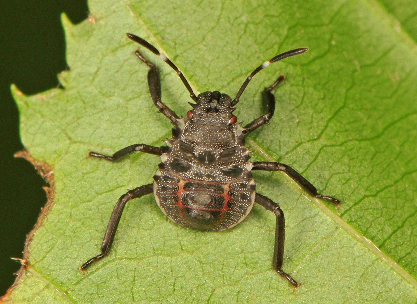 Third instar brown marmorated stink bug nymph showing a white band across the middle of each tibia