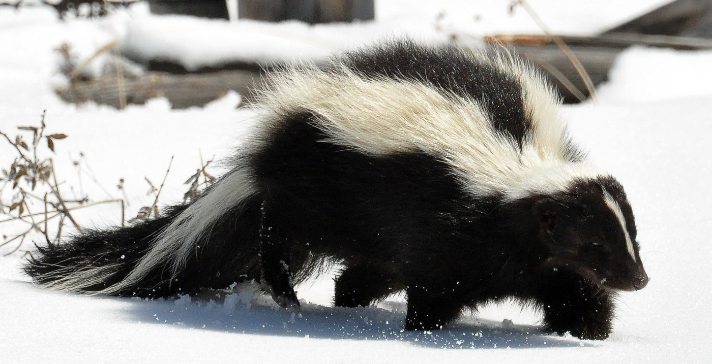 Striped Skunk