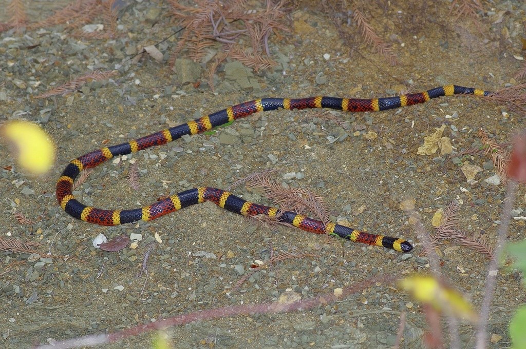 Texas Coral Snake