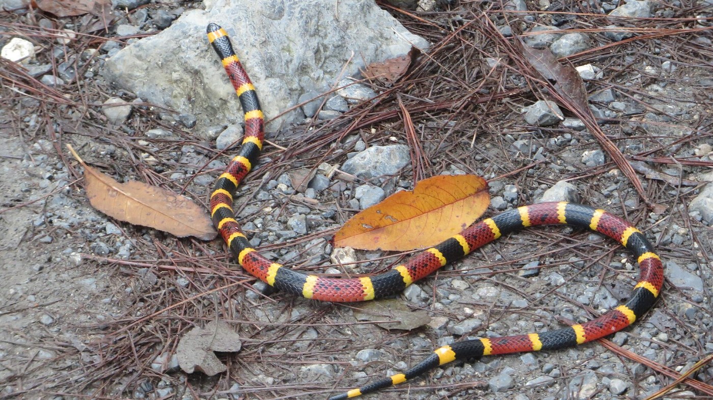 A young Texas coral snake showing the same banded pattern as an adult