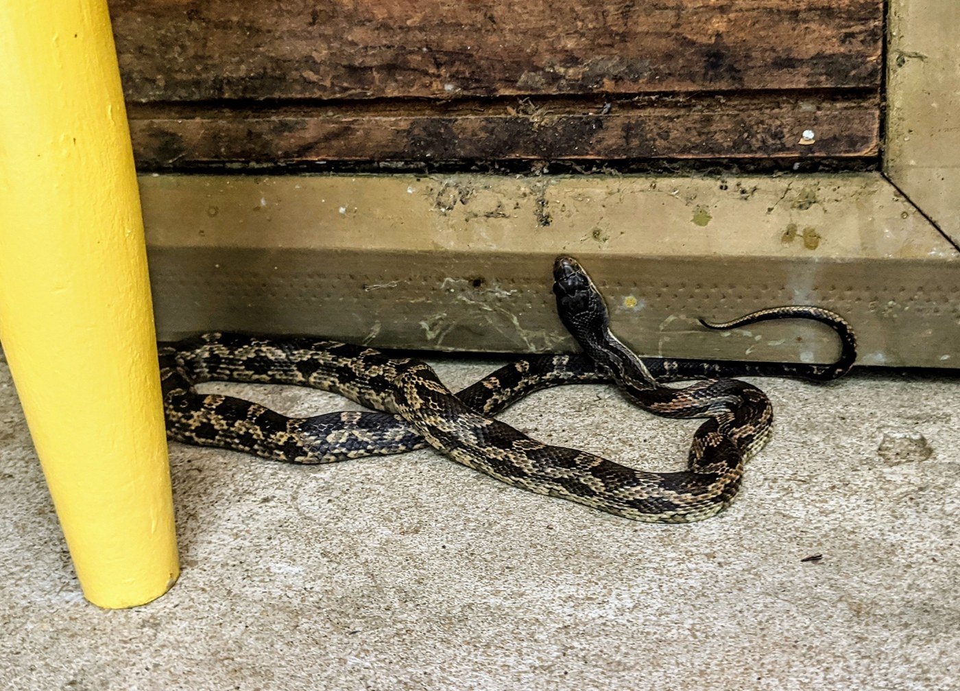 Texas Rat Snake