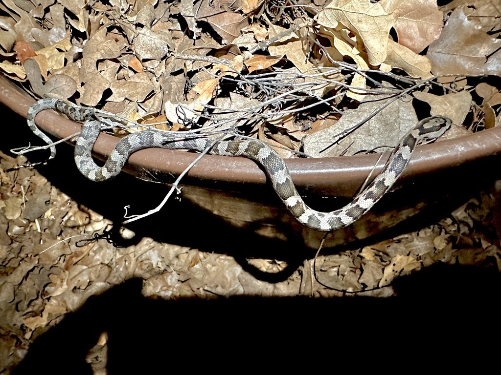 A young Texas rat snake beginning to darken from the blotched hatchling pattern