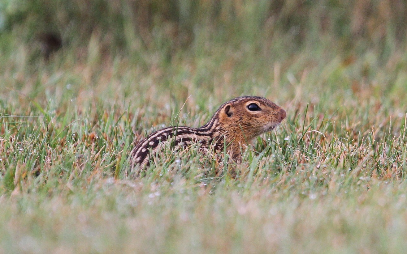 Thirteen-lined Ground Squirrel