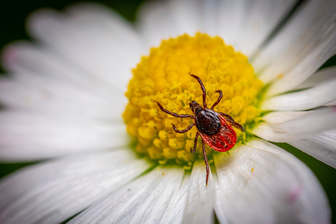 Adult female blacklegged tick