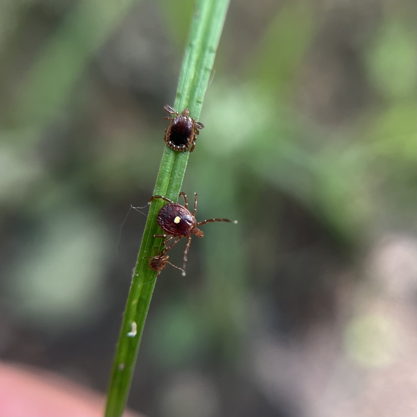 Ticks
