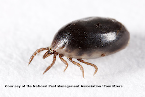 Blacklegged tick nymph, about the size of a poppy seed