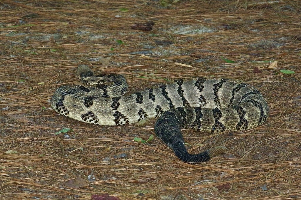 Timber Rattlesnake