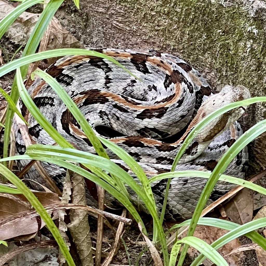 A juvenile timber rattlesnake on a forest floor