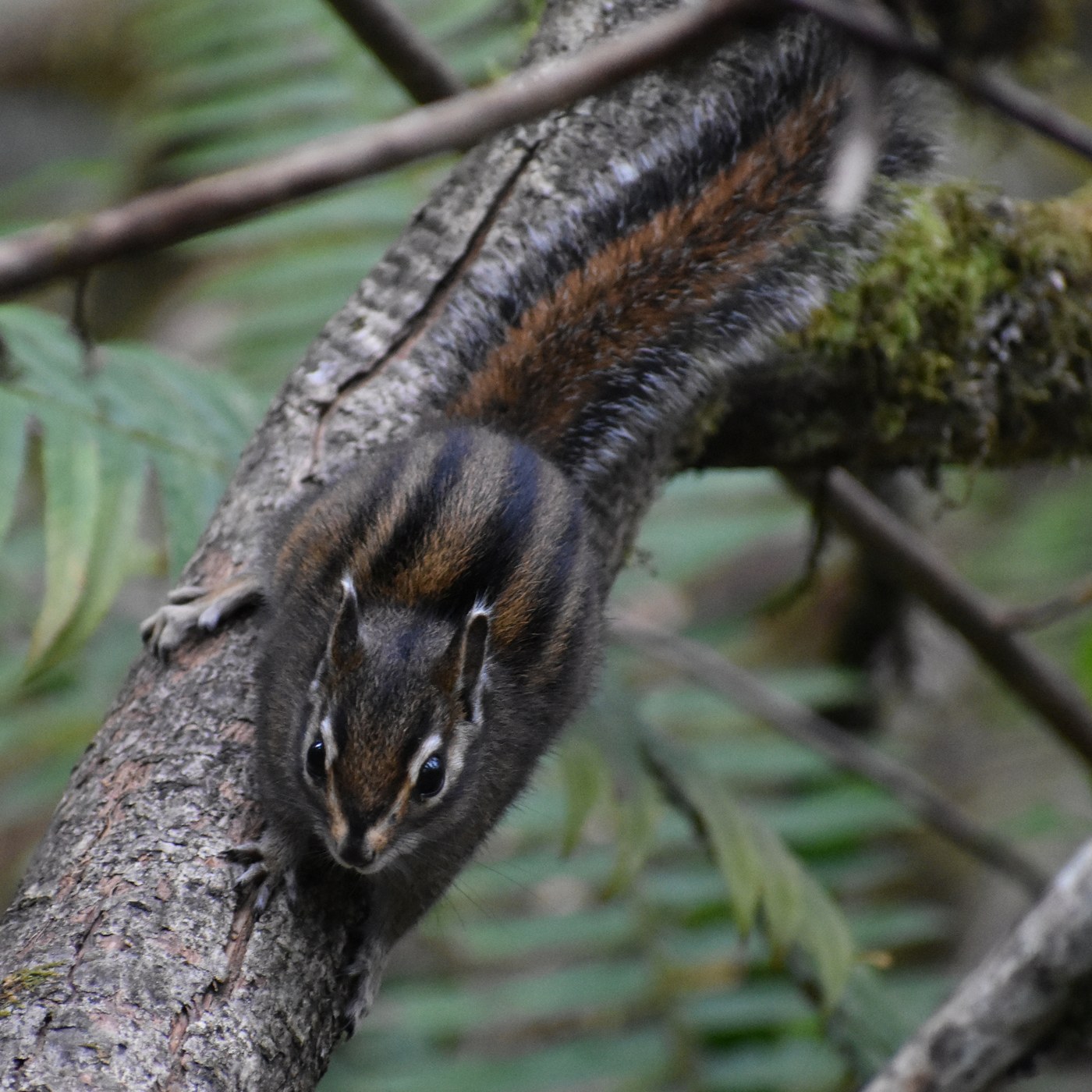 An adult Townsend's chipmunk running with its tail carried straight up