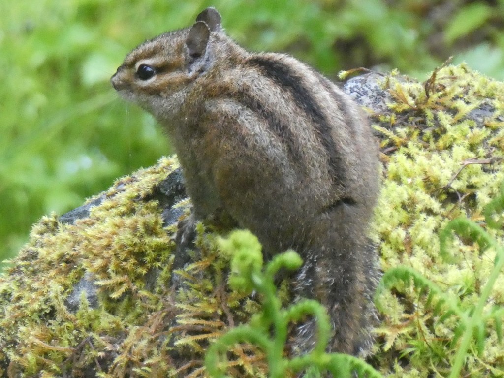 Townsend's Chipmunk