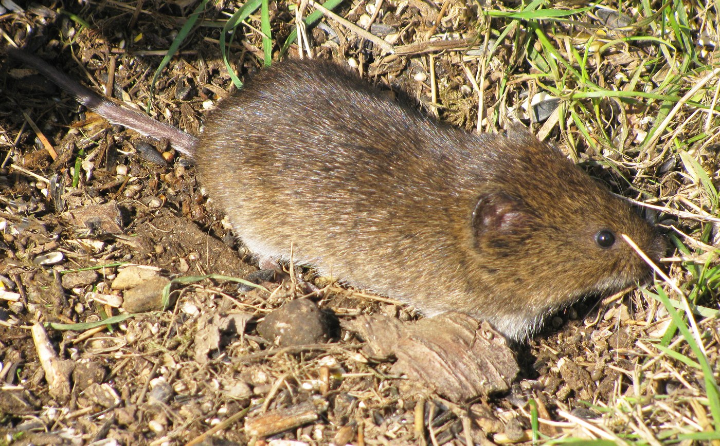 Townsend's Vole