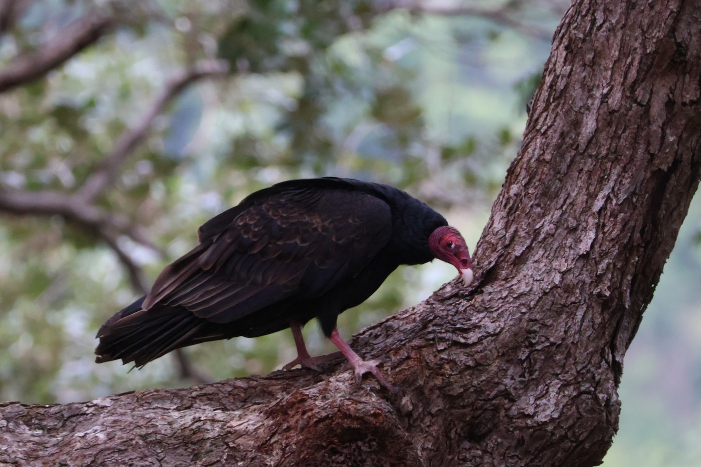 Adult turkey vulture perched with a bright red bare head