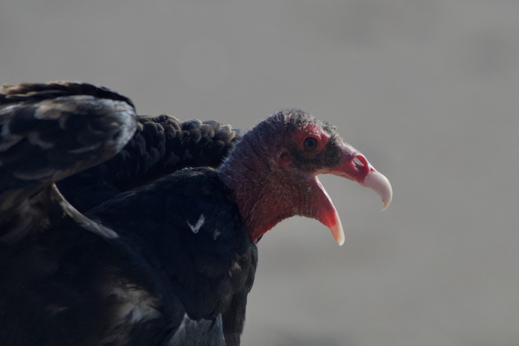 Turkey Vulture