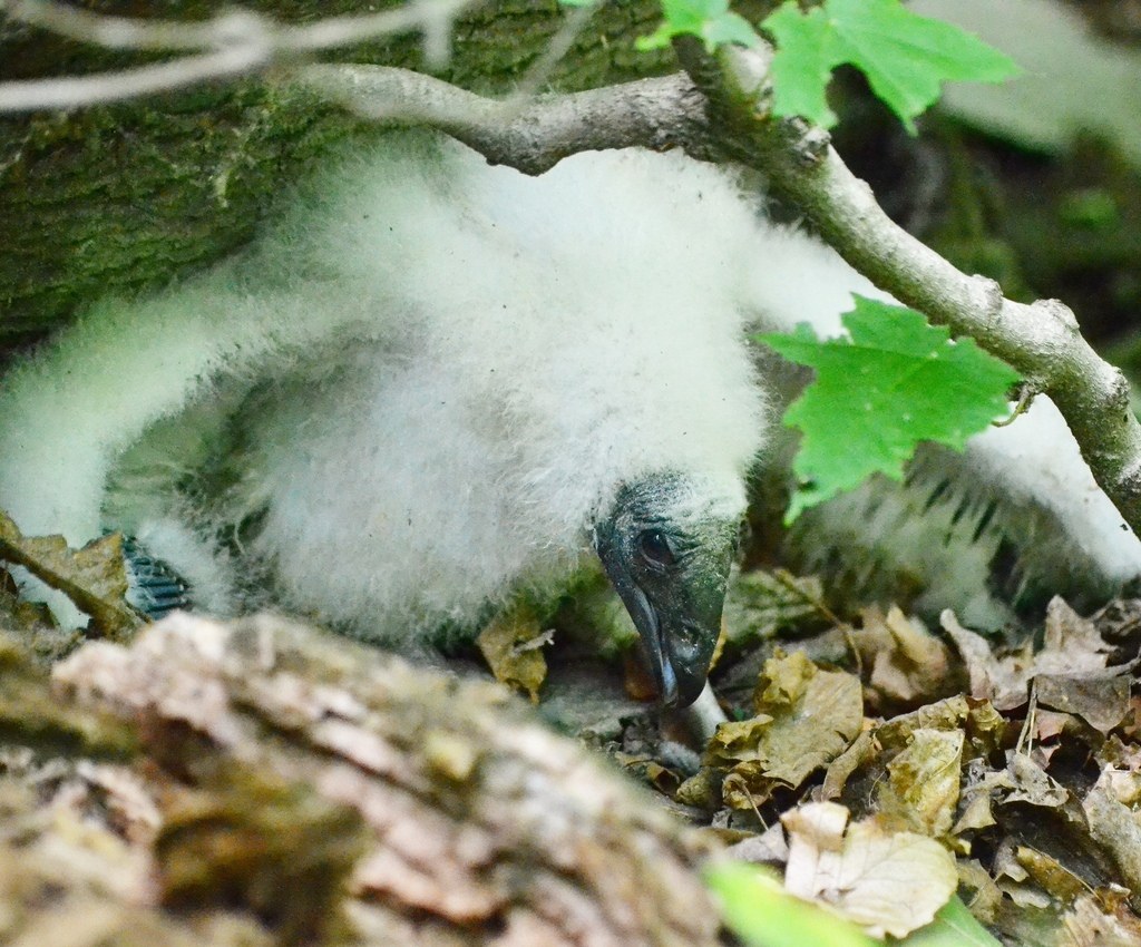 Turkey vulture nestling covered in white down