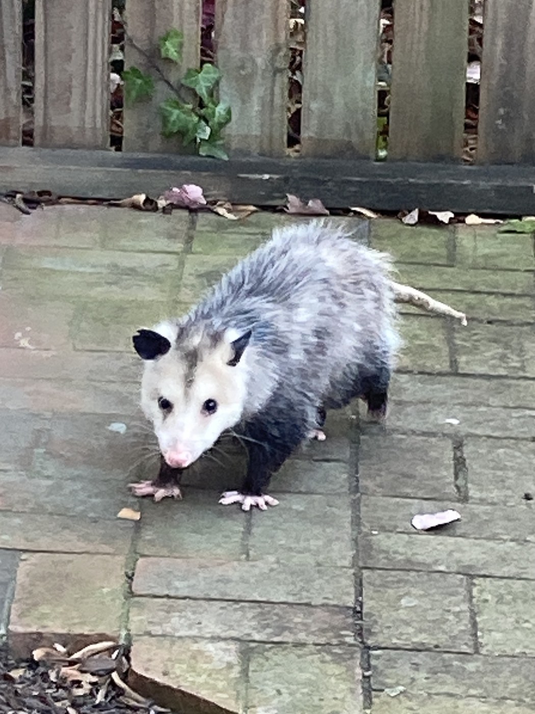 Virginia Opossum