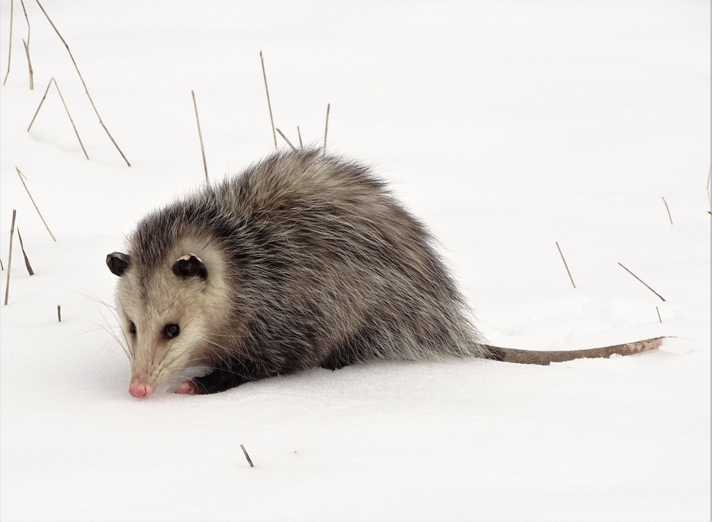 An adult Virginia opossum during the winter breeding season