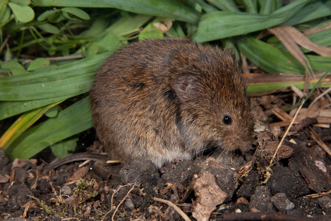 Meadow Vole