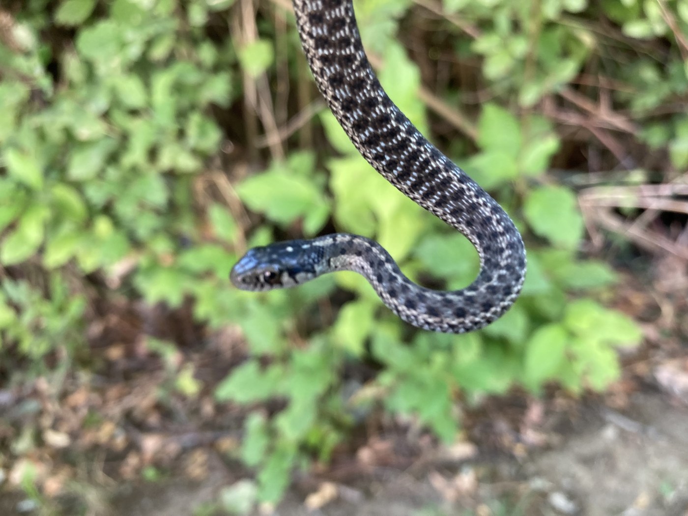 Wandering/Terrestrial Gartersnake