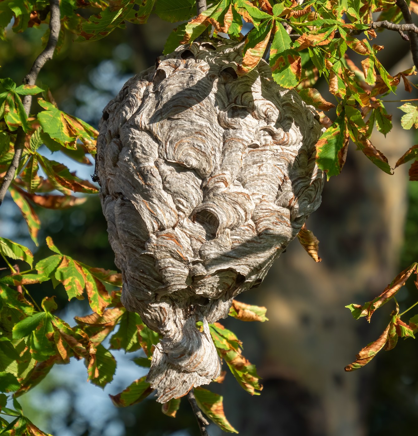 A gray football-shaped bald-faced hornet nest in a tree