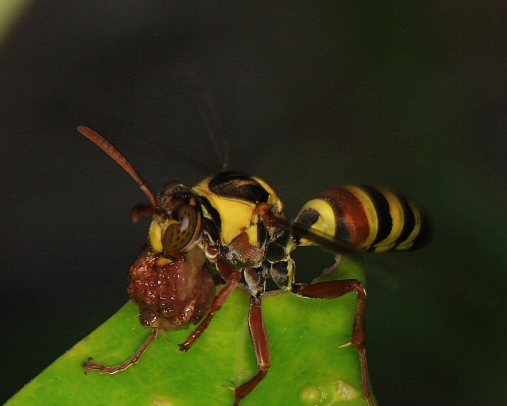 Wasps, Hornets and Yellowjackets